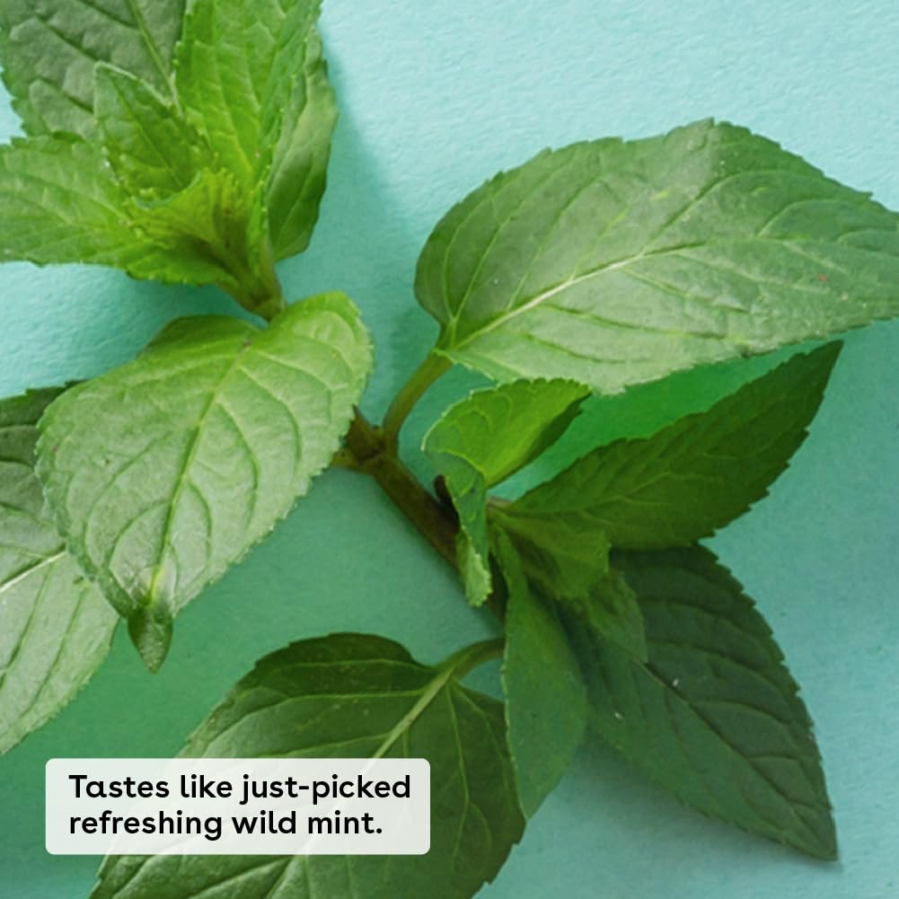 eos 100% Natural & Organic Lip Balm - Sweet Mint, All-Day Moisture, Dermatologist Recommended for Sensitive Skin Care, Lip Care Products, 0.25 oz - Image 2