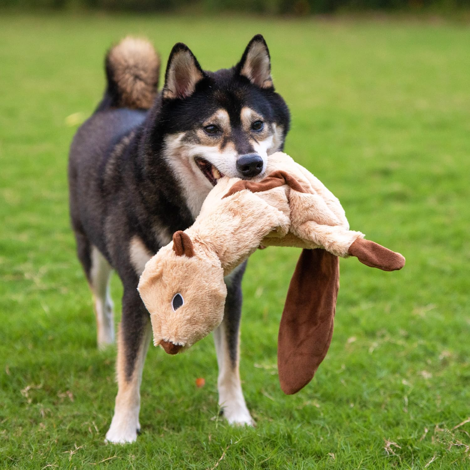 Best Pet Supplies Squeaky Dog Toys with Soft Durable Fabric for Small, Medium and Large Pets Interactive Toy for Indoor Play, Supports Active Biting and Play - 4 Figures, Small - Image 9