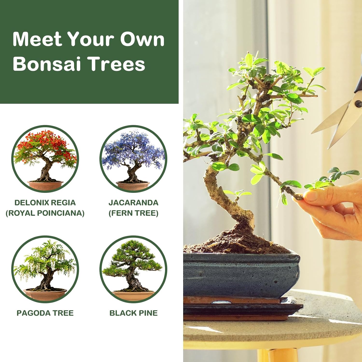 LUOJIBIE Bonsai Tree Kit, Bonsai Tree Starter Growing Kit, Unique Birthday Gifts for Women Men Mom Dad Girls Boys, House Warming Gifts New Home, Gardening Anniversary Wedding Gift, Crafts Hobby Kits - Image 4