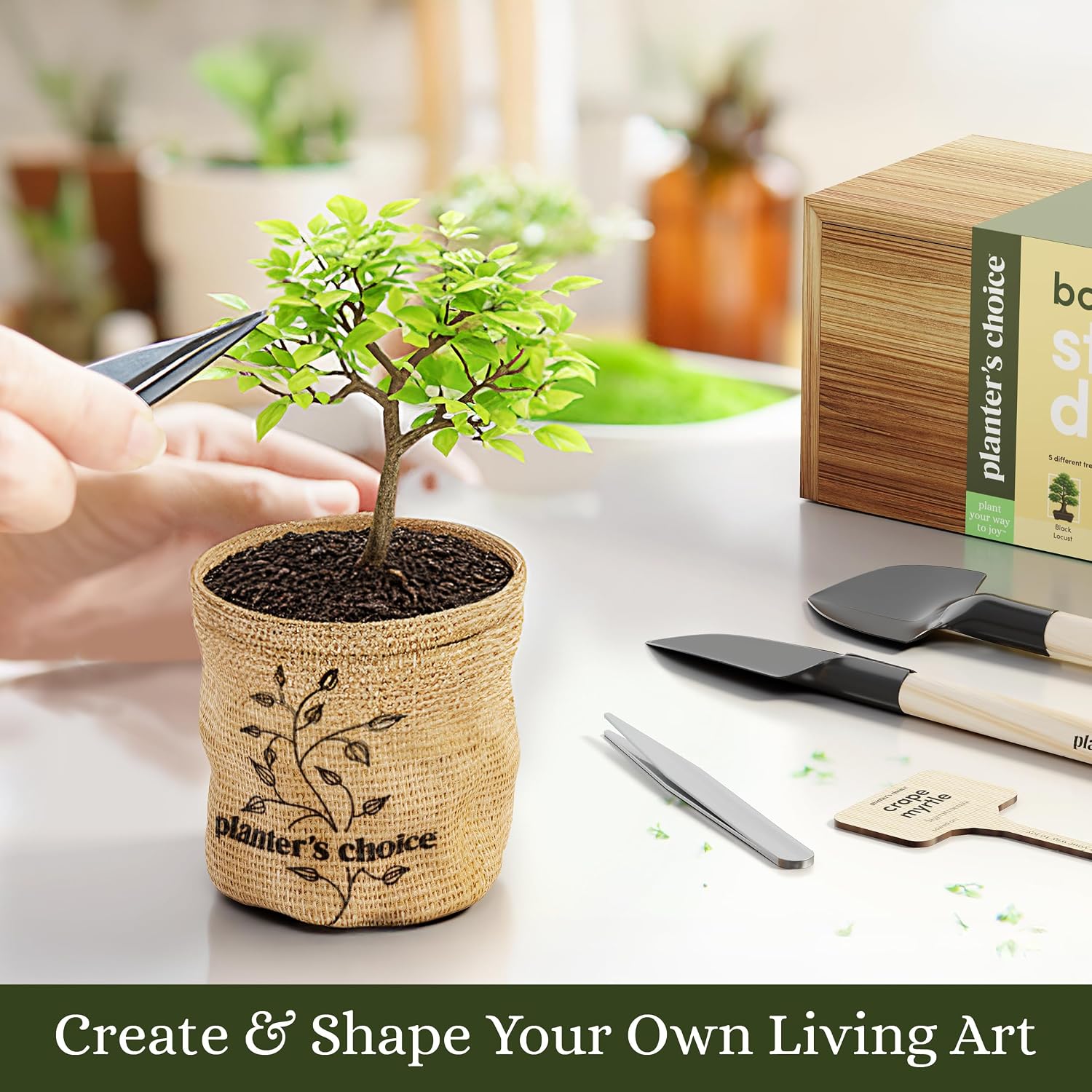 Bonsai Tree Starter Kit - Indoor Live House Plants - 5 Bonsai Tree | Birthday Gifts for Women, Men, Adults - Adults Craft Kits - Unique Hobby Gift Gardening Lovers - Gift Ideas Mom, Her, Friend - Image 7
