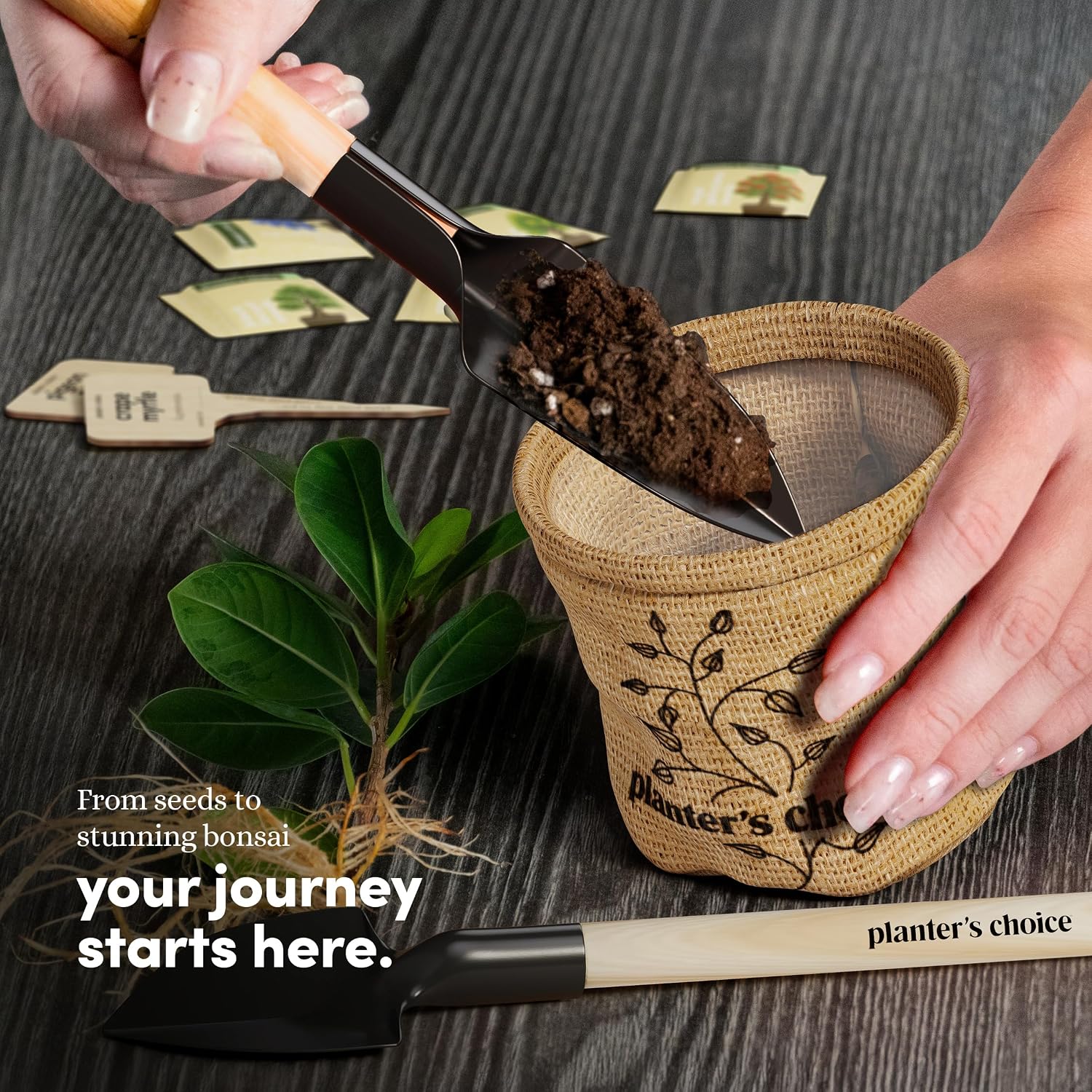 Bonsai Tree Starter Kit - Indoor Live House Plants - 5 Bonsai Tree | Birthday Gifts for Women, Men, Adults - Adults Craft Kits - Unique Hobby Gift Gardening Lovers - Gift Ideas Mom, Her, Friend - Image 2