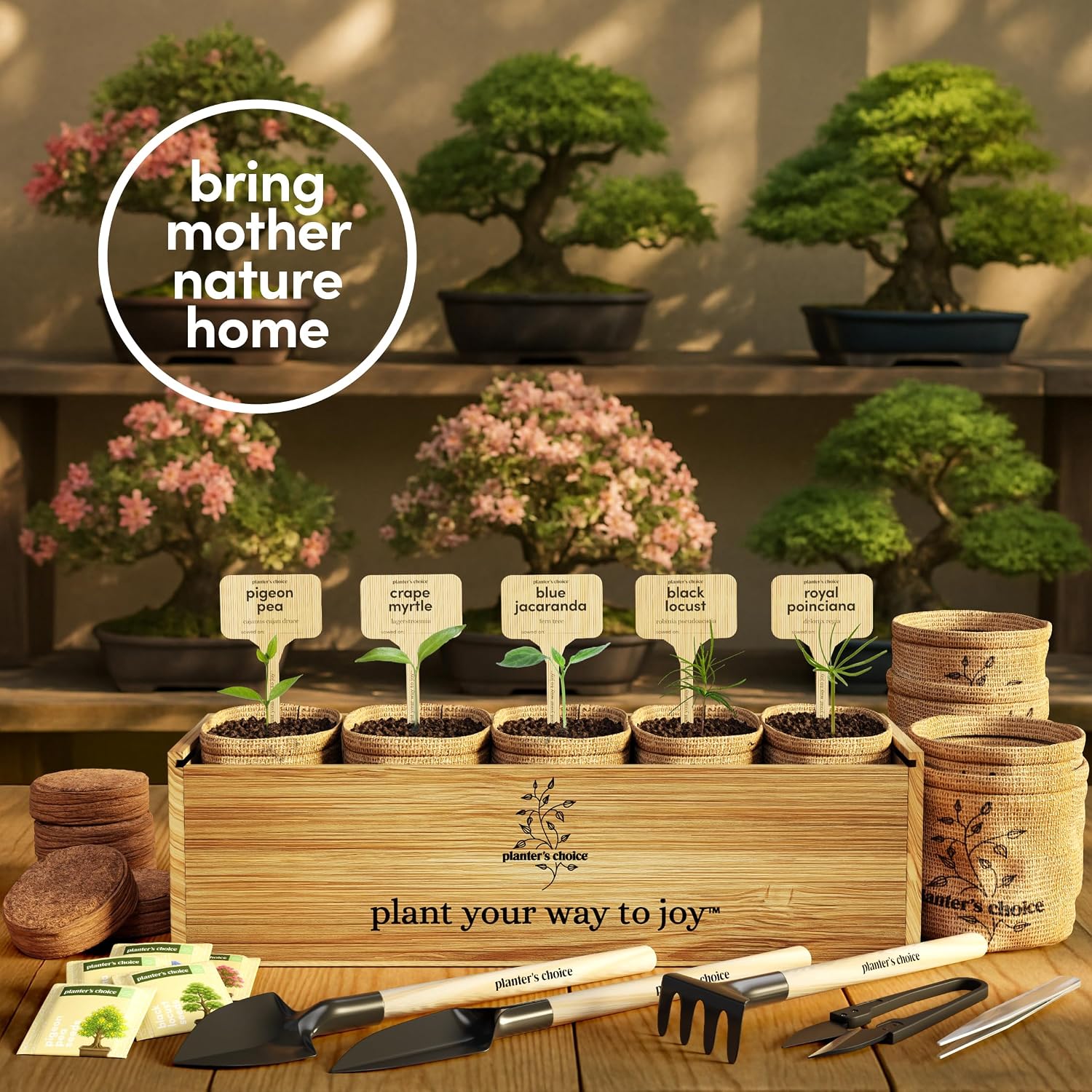 Bonsai Tree Starter Kit - Indoor Live House Plants - 5 Bonsai Tree | Birthday Gifts for Women, Men, Adults - Adults Craft Kits - Unique Hobby Gift Gardening Lovers - Gift Ideas Mom, Her, Friend - Image 5