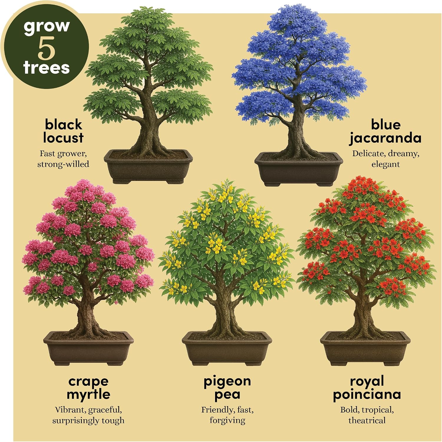 Bonsai Tree Starter Kit - Indoor Live House Plants - 5 Bonsai Tree | Birthday Gifts for Women, Men, Adults - Adults Craft Kits - Unique Hobby Gift Gardening Lovers - Gift Ideas Mom, Her, Friend - Image 3