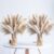 300PCS Natural Dried Pampas Grass Boho Home Decor Bouquet Phragmites Dried Flowers Bouquet for Wedding Floral Arrangements Home Decorations (300PCS)