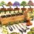 Bonsai Tree Starter Kit – Indoor Live House Plants – 5 Bonsai Tree | Birthday Gifts for Women, Men, Adults – Adults Craft Kits – Unique Hobby Gift Gardening Lovers – Gift Ideas Mom, Her, Friend
